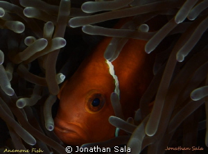 Maldive's anemone fish by Jonathan Sala 
